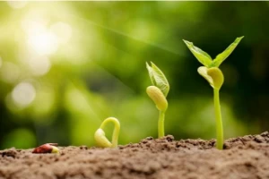 Image representing Botany department Image representing Botany department